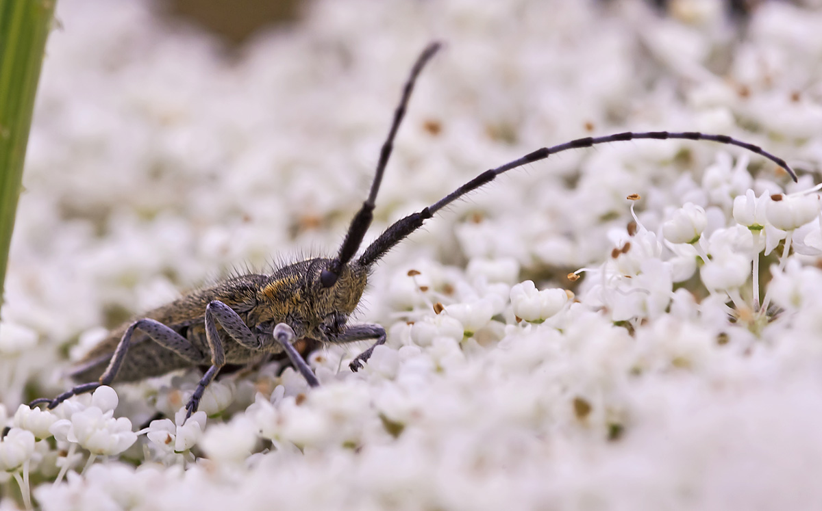 Agapanthia suturalis (Cerambycidae)